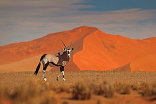 TS725 Namibia South Africa TourCard